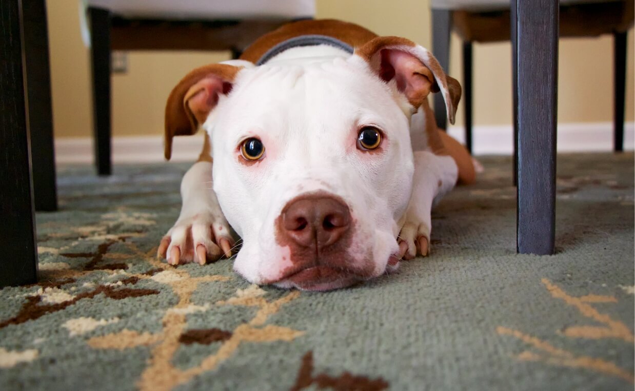 DOG IS AFRAID PIT BULL SCARED UNDER THE TABLE