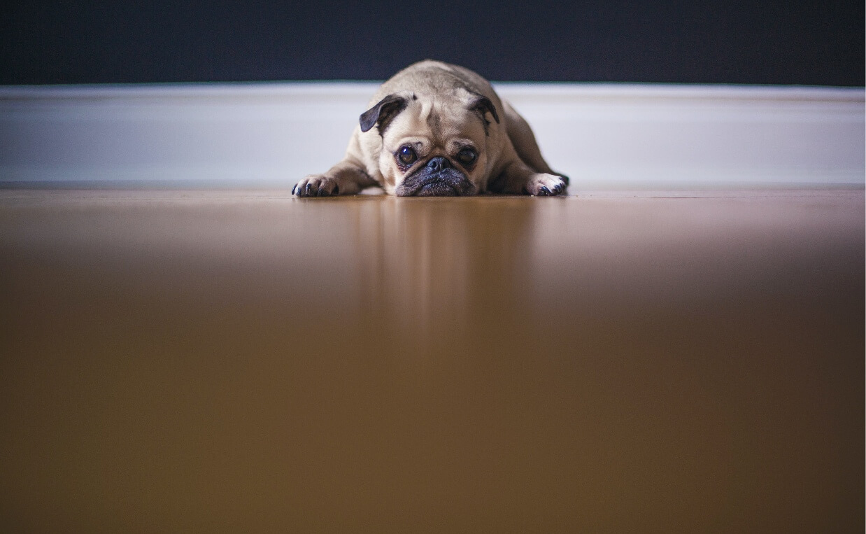 DOG IS AFRAID PUG WAY BACK IN ROOM ON HARD WOOD FLOOR