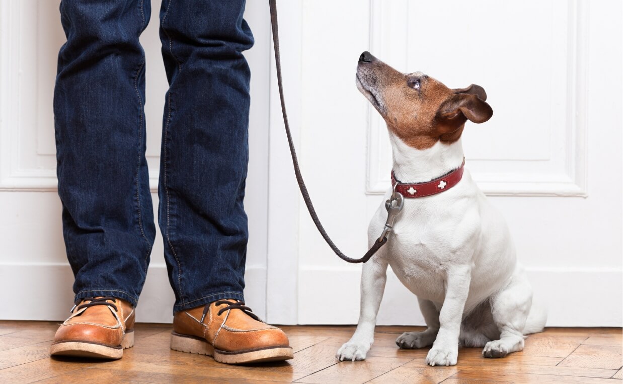 Get Your Dog’s Attention Using the “Watch Me” Command