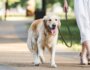 7 Tips to Teach Your Dog to Stop Pulling on the Leash