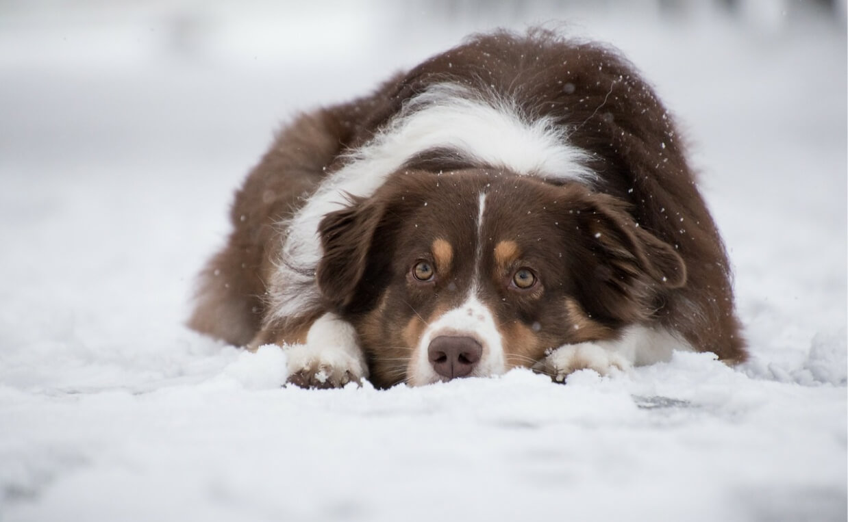 CRANIAL CRUCIATE LIGAMENT RUPTURE AUSTRALIAN SHEPHERD