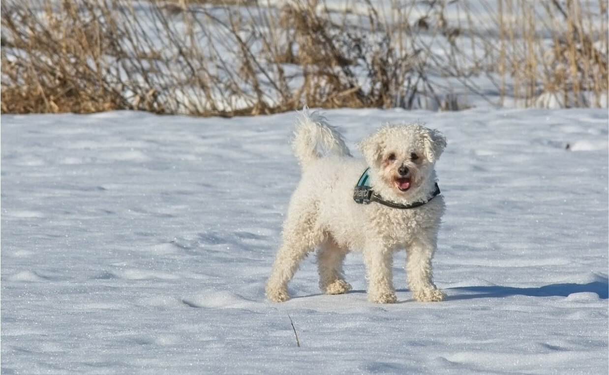 CRANIAL CRUCIATE LIGAMENT RUPTURE BICHON FRISE