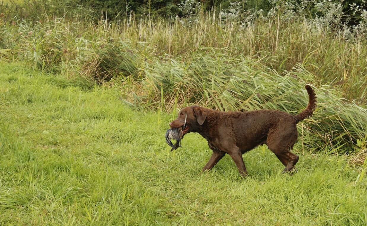 CRANIAL CRUCIATE LIGAMENT RUPTURE CHESAPEAKE BAY RETRIEVER