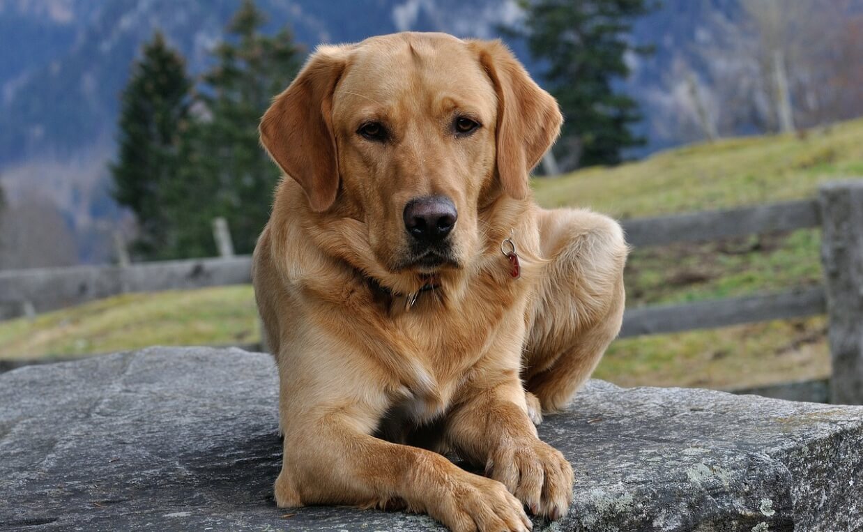 CRANIAL CRUCIATE LIGAMENT RUPTURE LABRADOR RETRIEVER