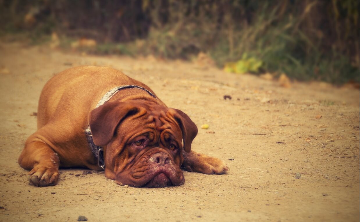 CRANIAL CRUCIATE LIGAMENT RUPTURE MASTIFF