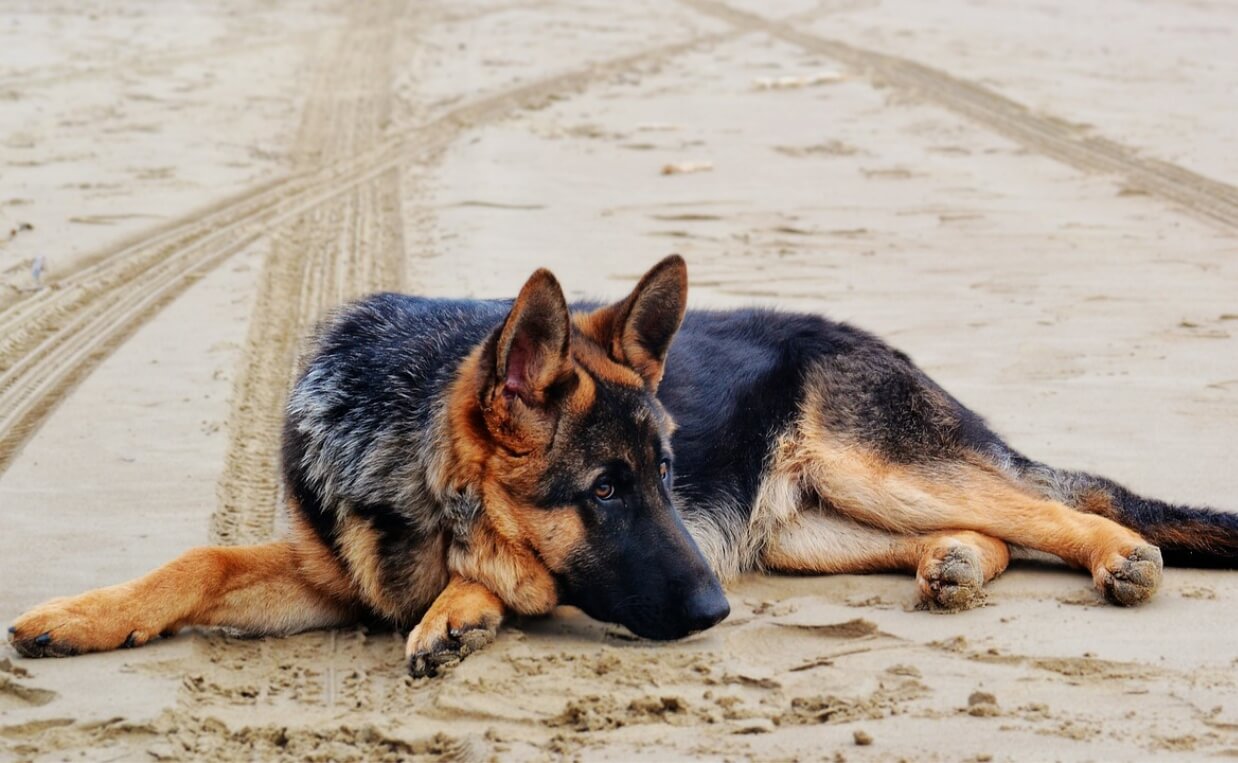 CRANIAL CRUCIATE LIGAMENT RUPTURE german shepherd