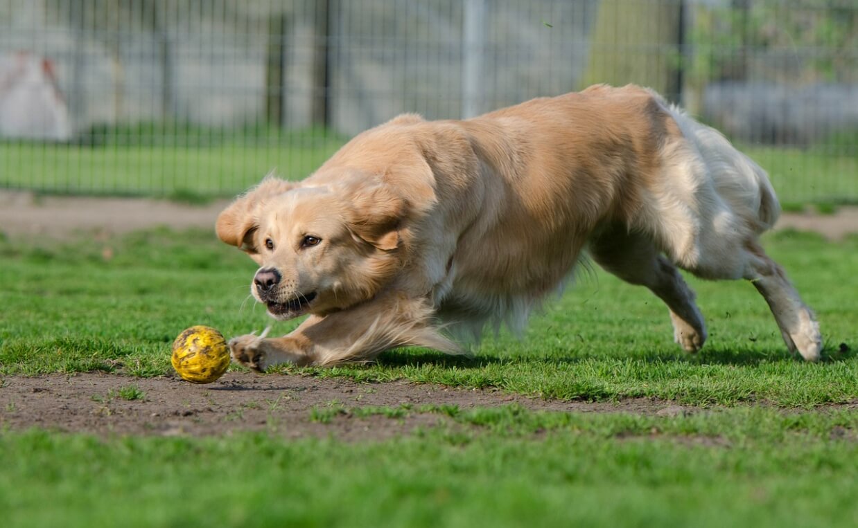CRANIAL CRUCIATE LIGAMENT RUPTURE golden retriever dog chasing ball