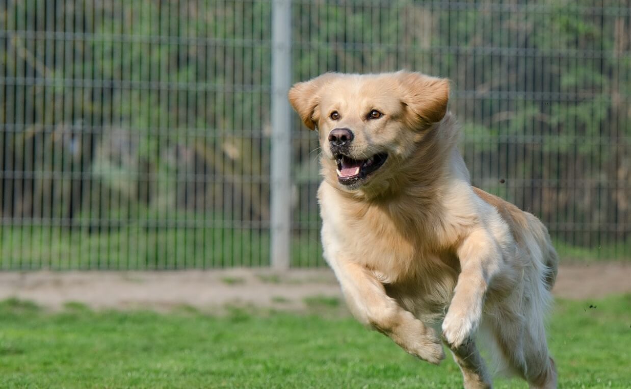 CRANIAL CRUCIATE LIGAMENT RUPTURE golden retriever