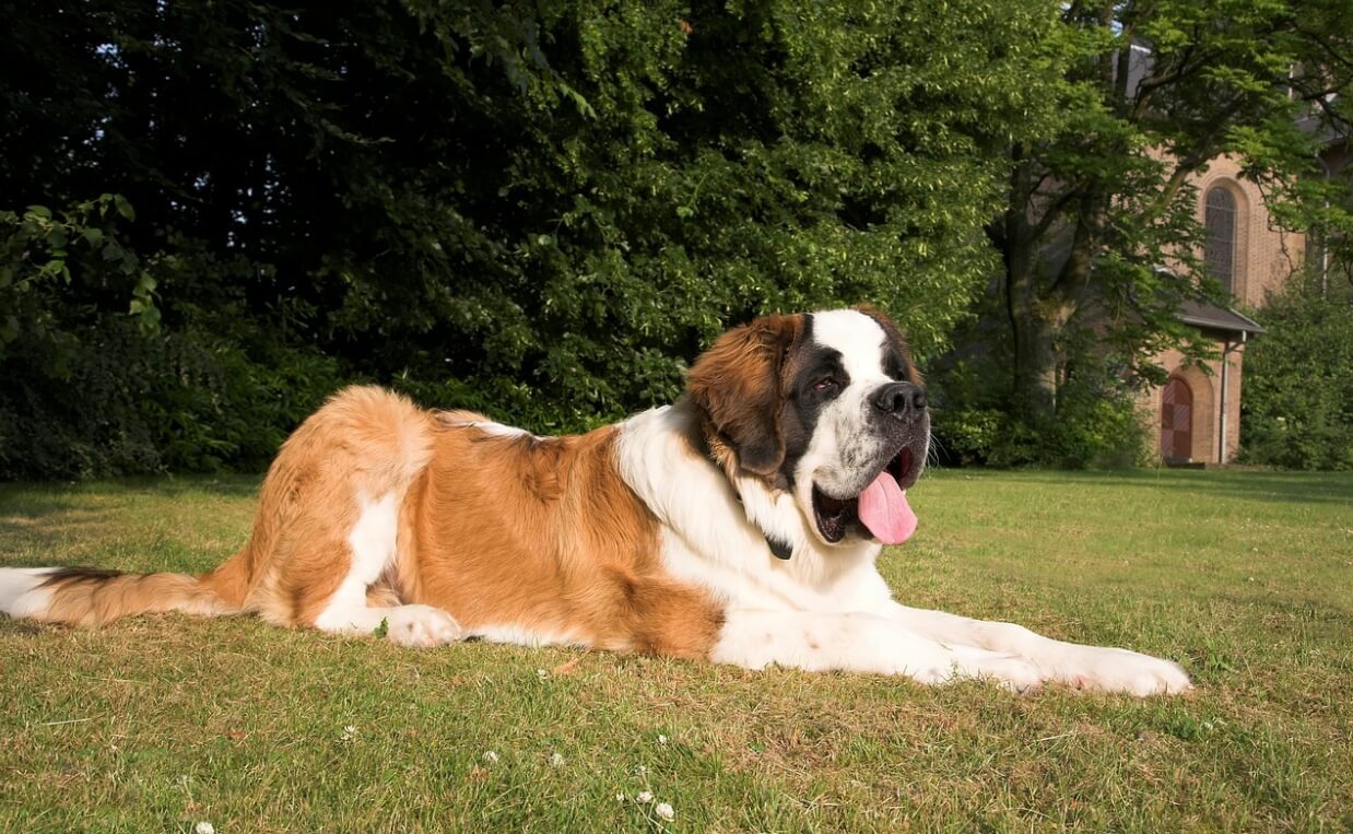 CRANIAL CRUCIATE LIGAMENT RUPTURE st. bernard dog