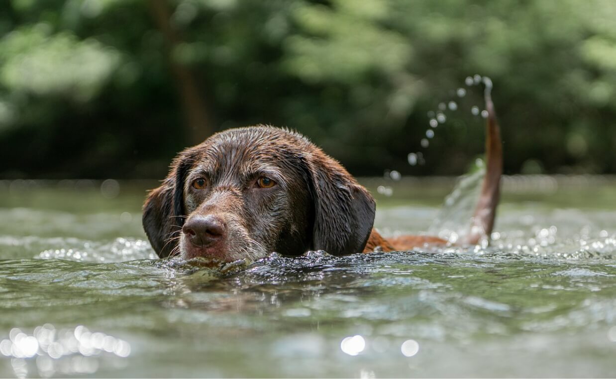 HOW MUCH EXERCISE DOES YOUR DOG NEED chocolate lab swimming
