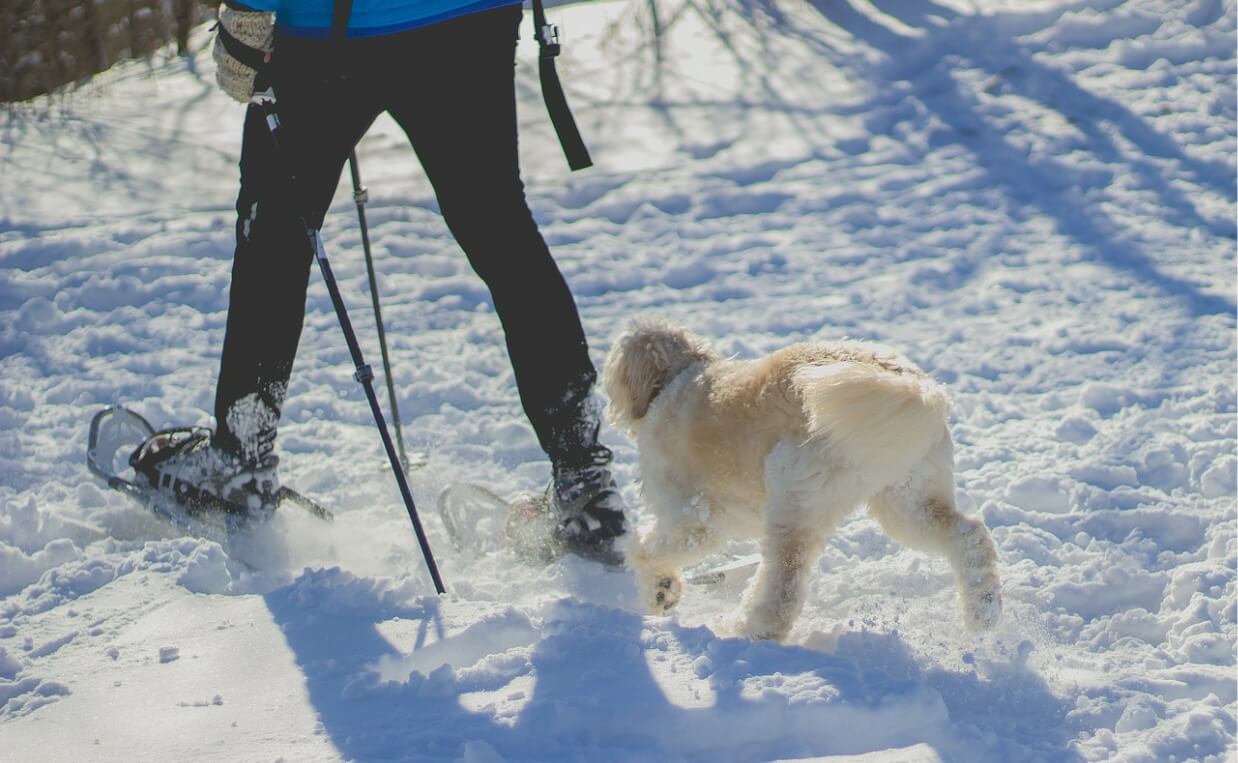 HOW MUCH EXERCISE DOES YOUR DOG NEED dog cross country skiing