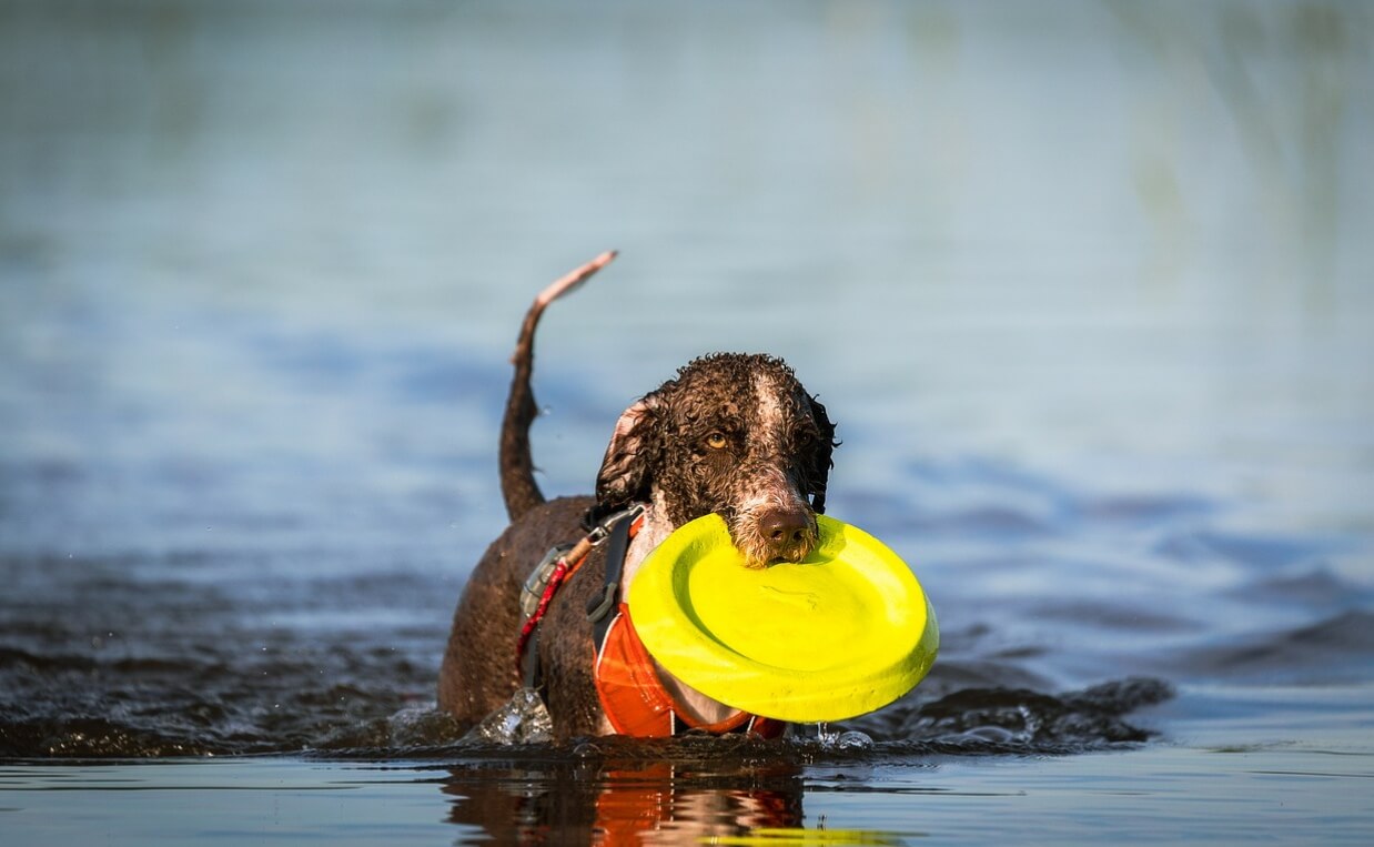 HOW MUCH EXERCISE DOES YOUR DOG NEED dog in lake with water frisbee