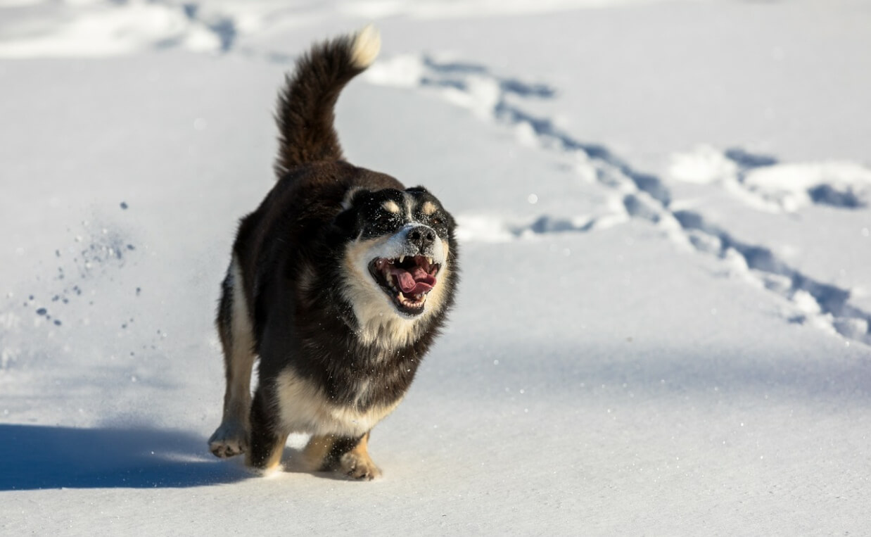 HOW MUCH EXERCISE DOES YOUR DOG NEED dog running in deep snow
