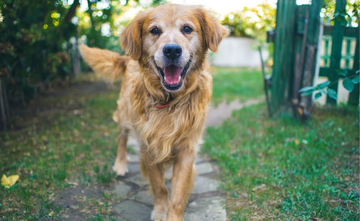 HOW MUCH EXERCISE DOES YOUR DOG NEED senior golden retriever