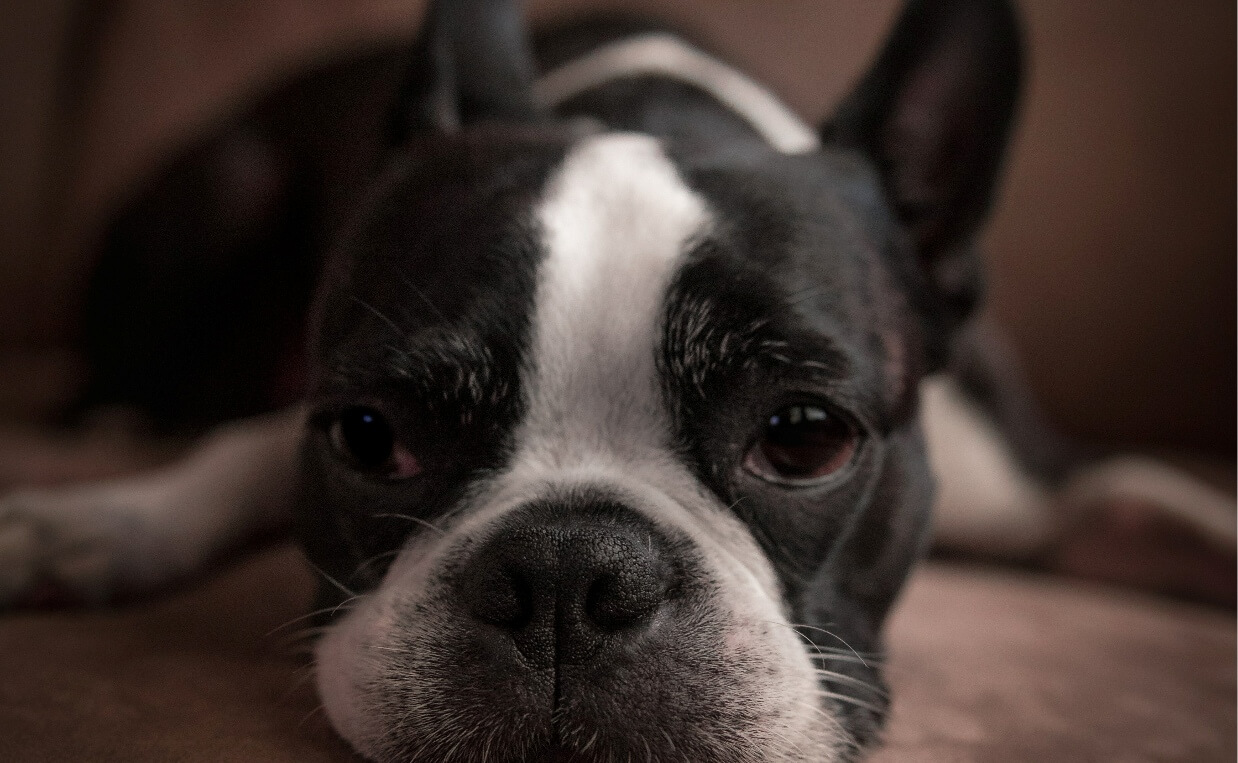 PANIC ATTACKS - FRENCH BULLDOG