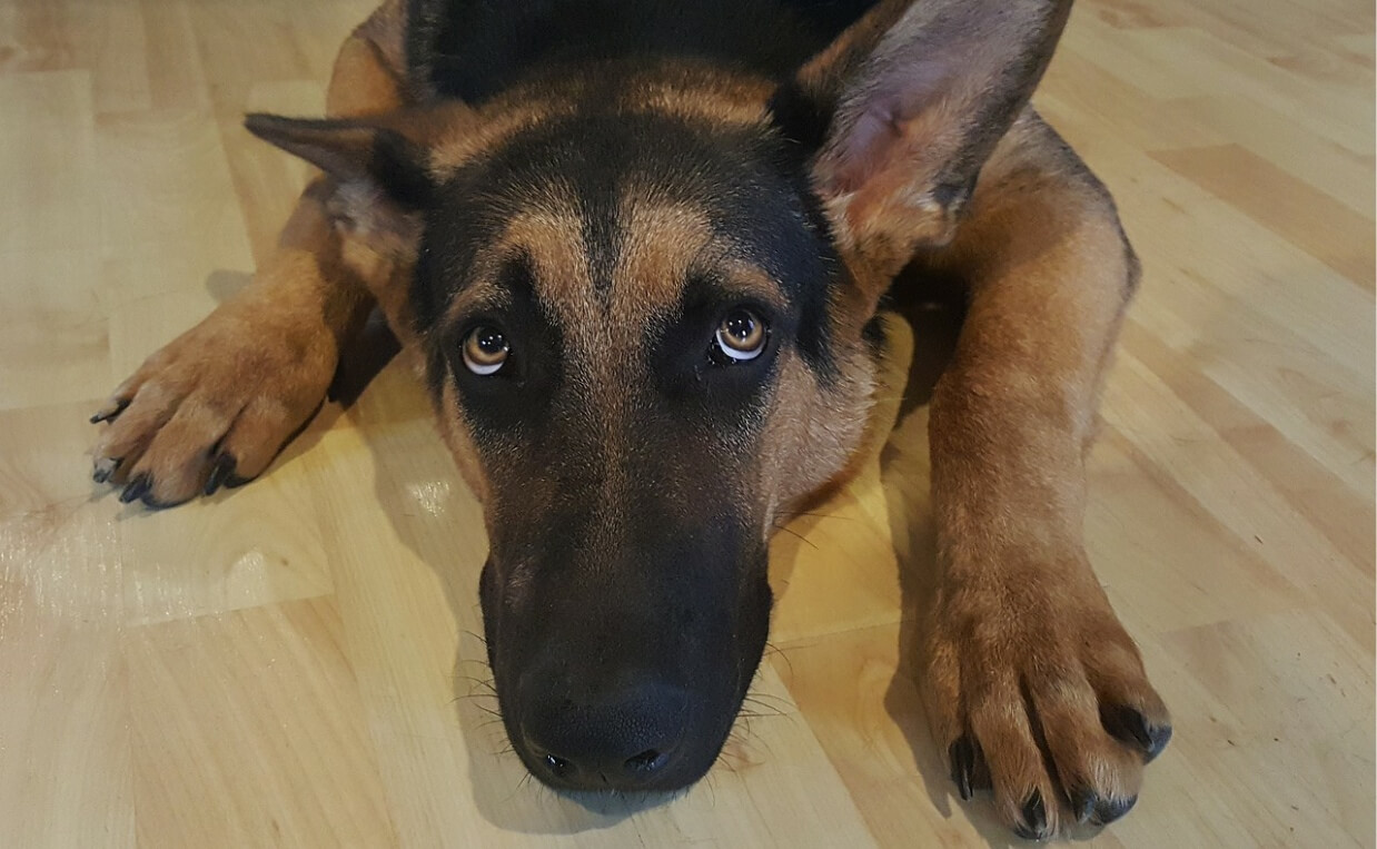 PANIC ATTACKS - GERMAN SHEPHERD ON FLOOR LOOKING SCARED