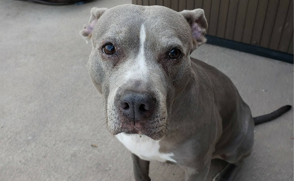 PANIC ATTACKS - PIT BULL LOOKS SCARED