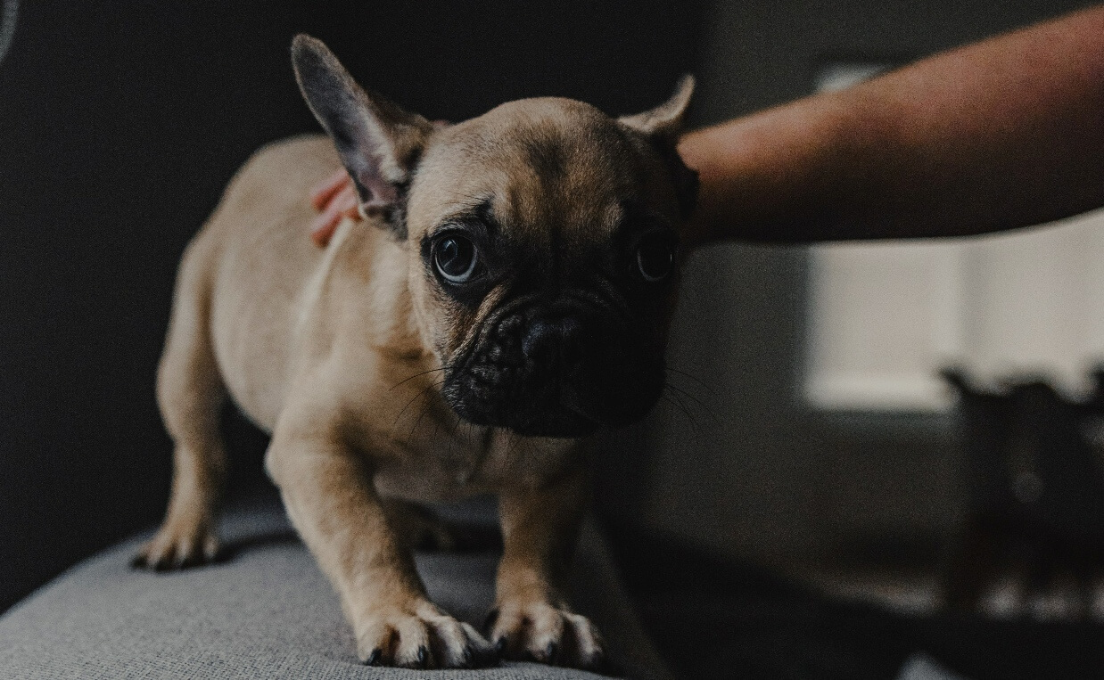 PANIC ATTACKS - SCARED SMALL TAN DOG, DARK PICTURE