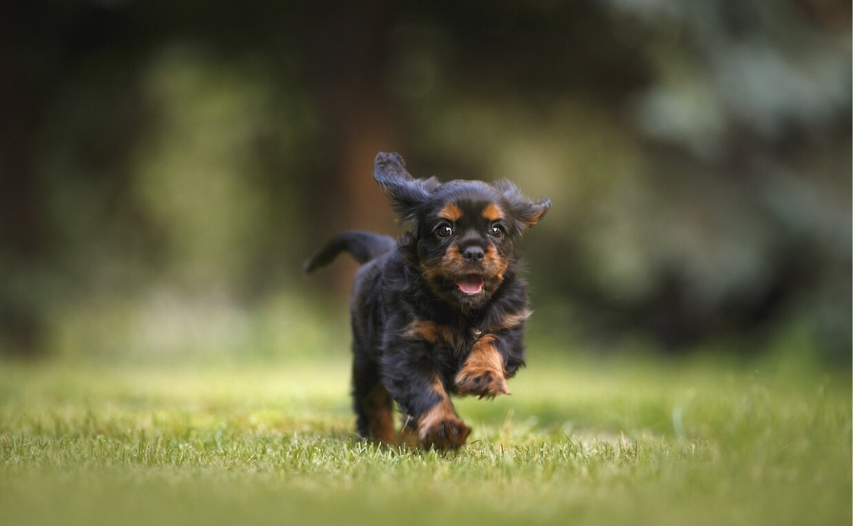 PANIC ATTACKS - SMALL BLACK AND BROWN DOG RUNNING IN GRASS