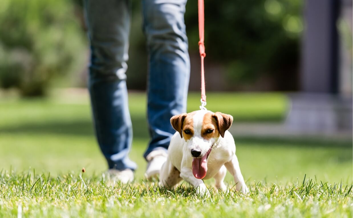 STOP PULLING ON THE LEASH Jack Russel dog pulling on the leash