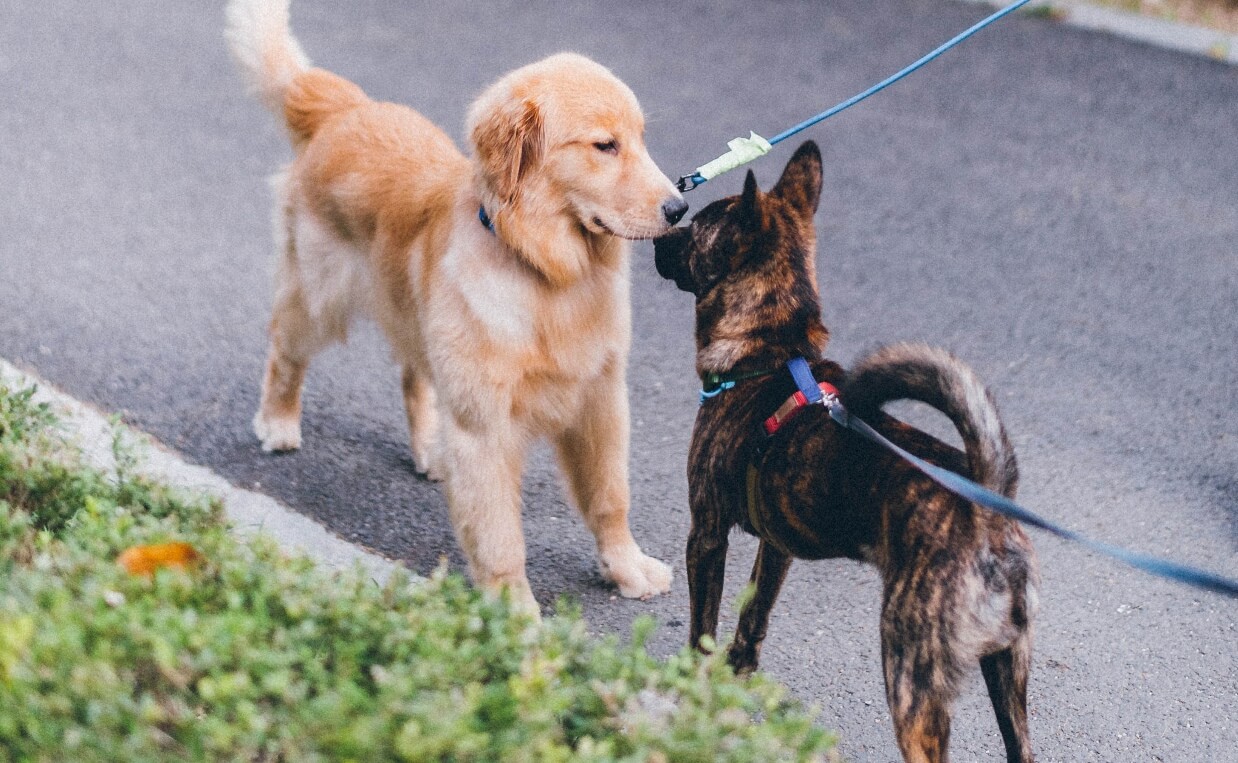 STOP PULLING ON THE LEASH distraction other dog