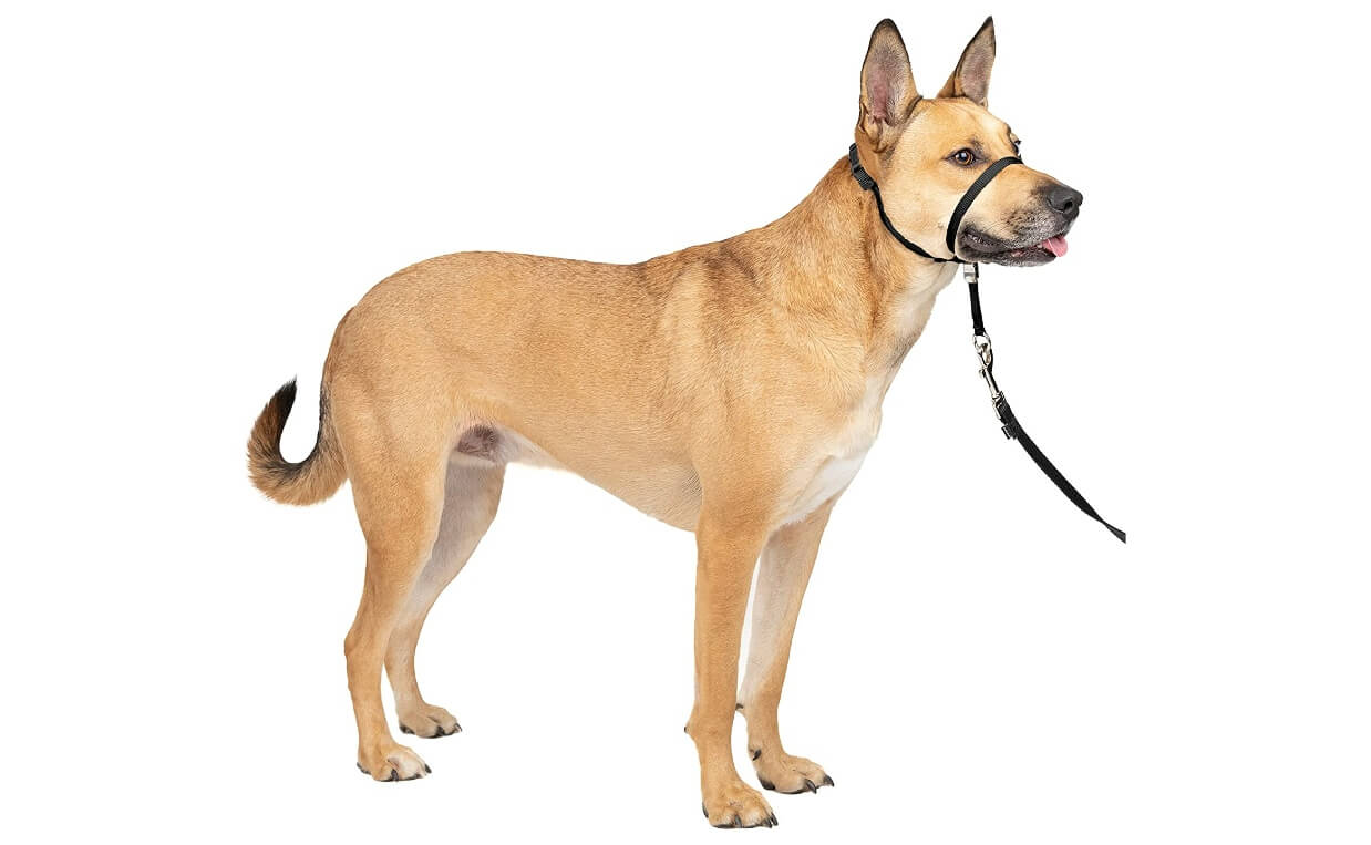 PetSafe Gentle Leader Headcollar