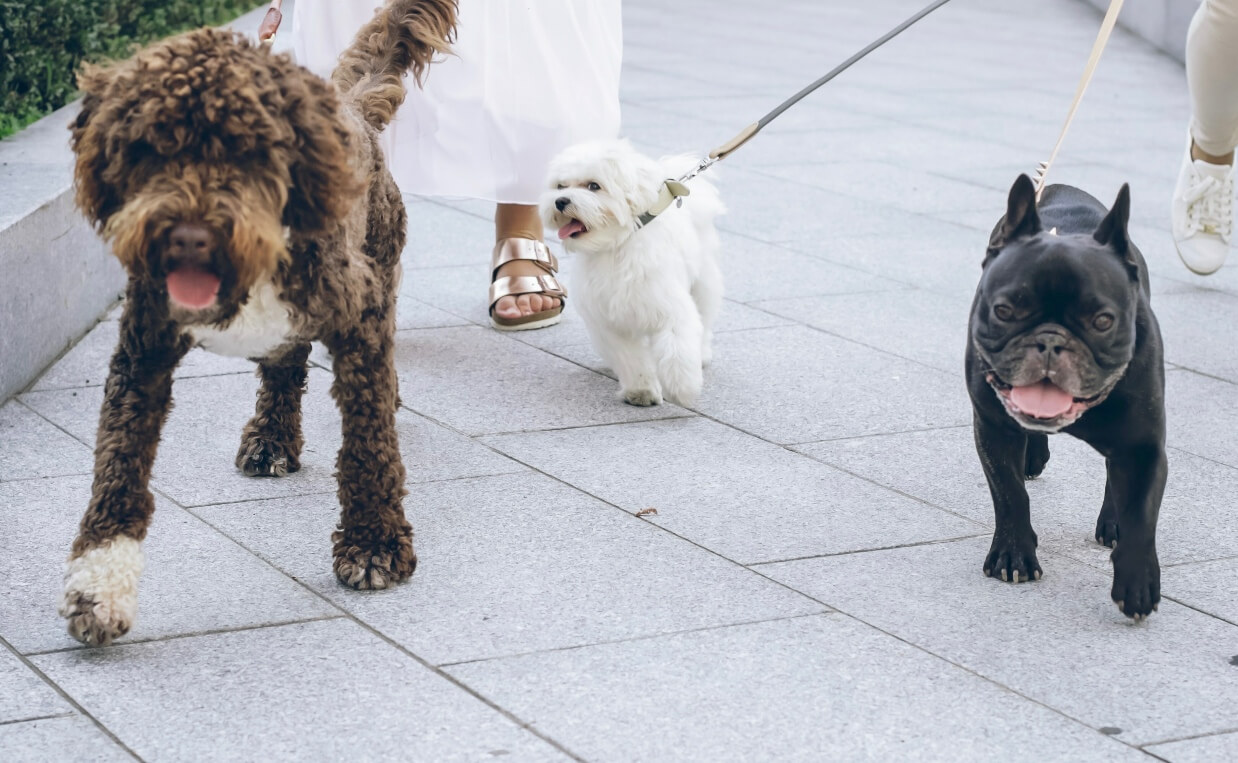 STOP PULLING ON THE LEASH multiple dogs