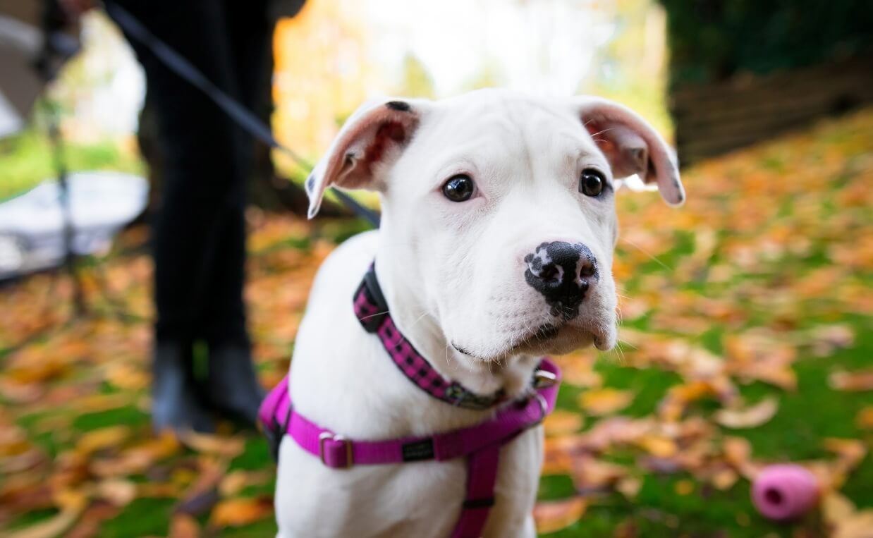 STOP PULLING ON THE LEASH puppy learning to walk on leash