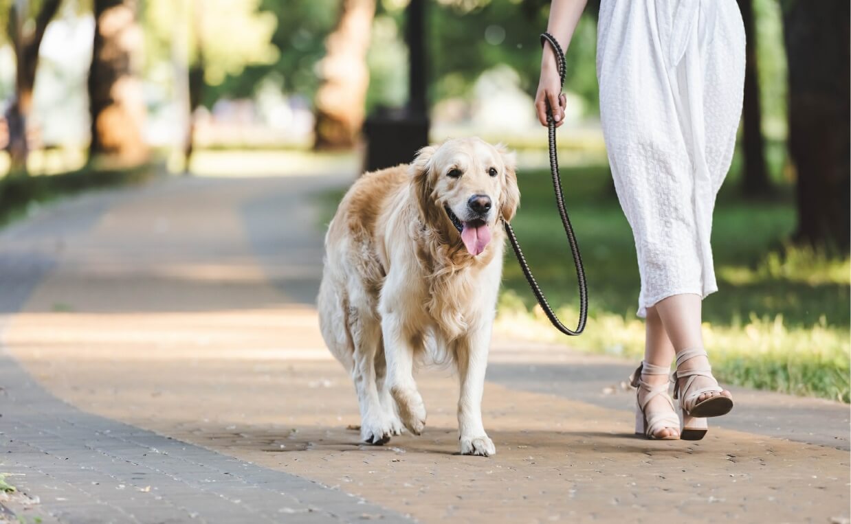 STOP PULLING ON THE LEASH