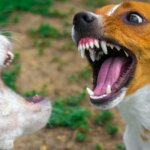 How to Stop Dog Aggression Toward Other Dogs