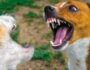 How to Stop Dog Aggression Toward Other Dogs