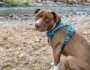 How to Choose the Right Dog Harness