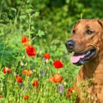 Help Your Dog Fight Seasonal Allergies