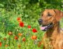 Help Your Dog Fight Seasonal Allergies