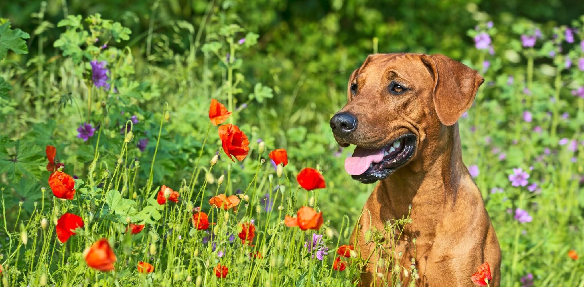 Rhodesian ridgeback best sale allergies