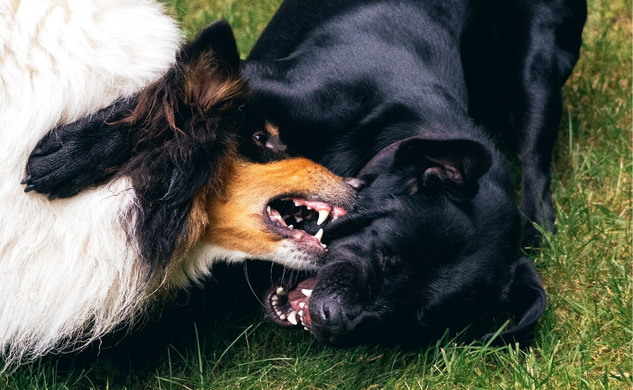 DOG AGGRESSION - a collie and a black dog fighting on the ground