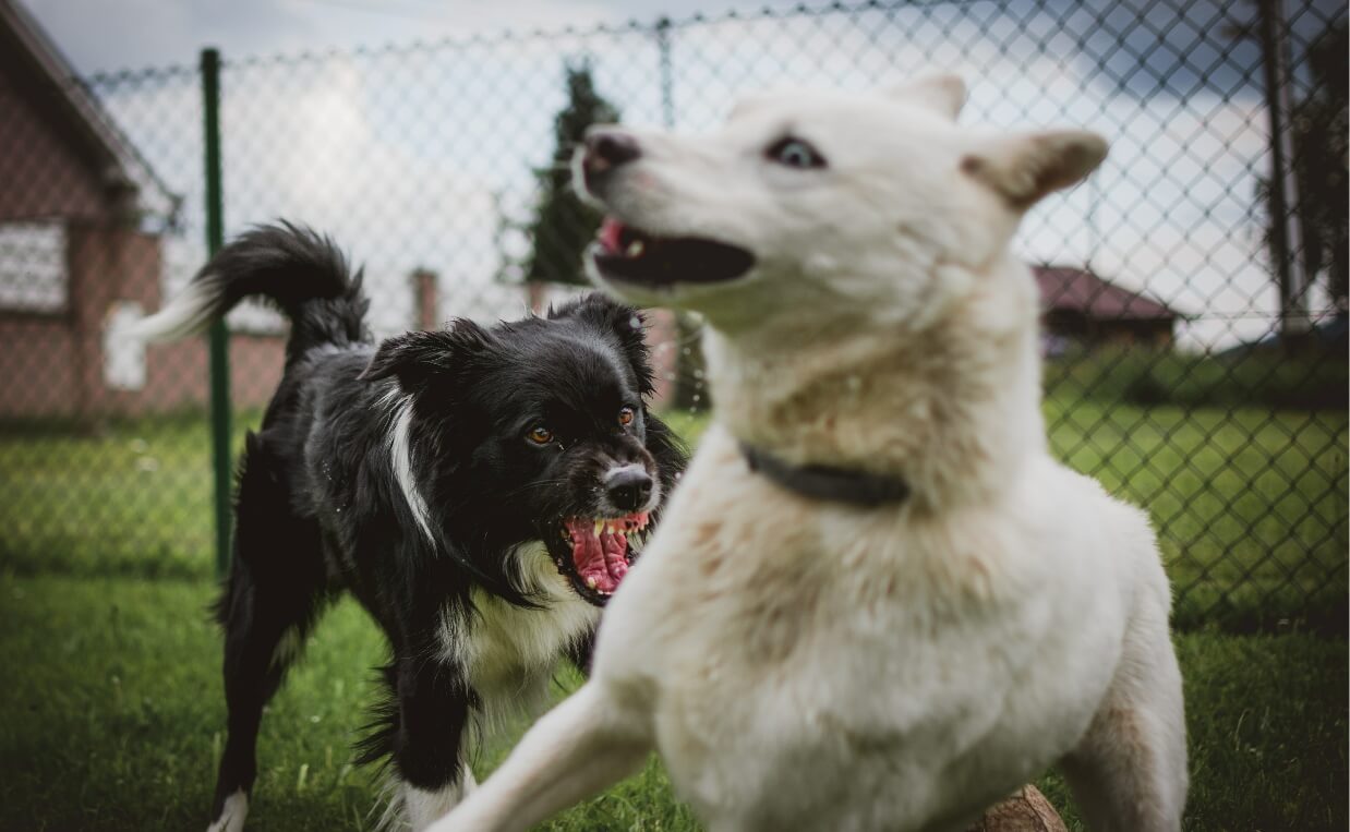 DOG AGGRESSION - border collie and husky dogfight