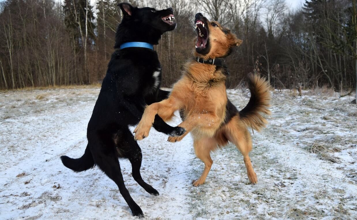 DOG AGGRESSION - german shepherd and black lab fighting with snow on the ground