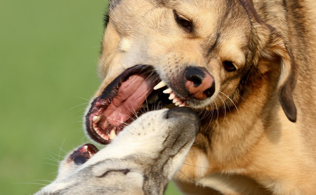 DOG AGGRESSION - two adult dogs fighting