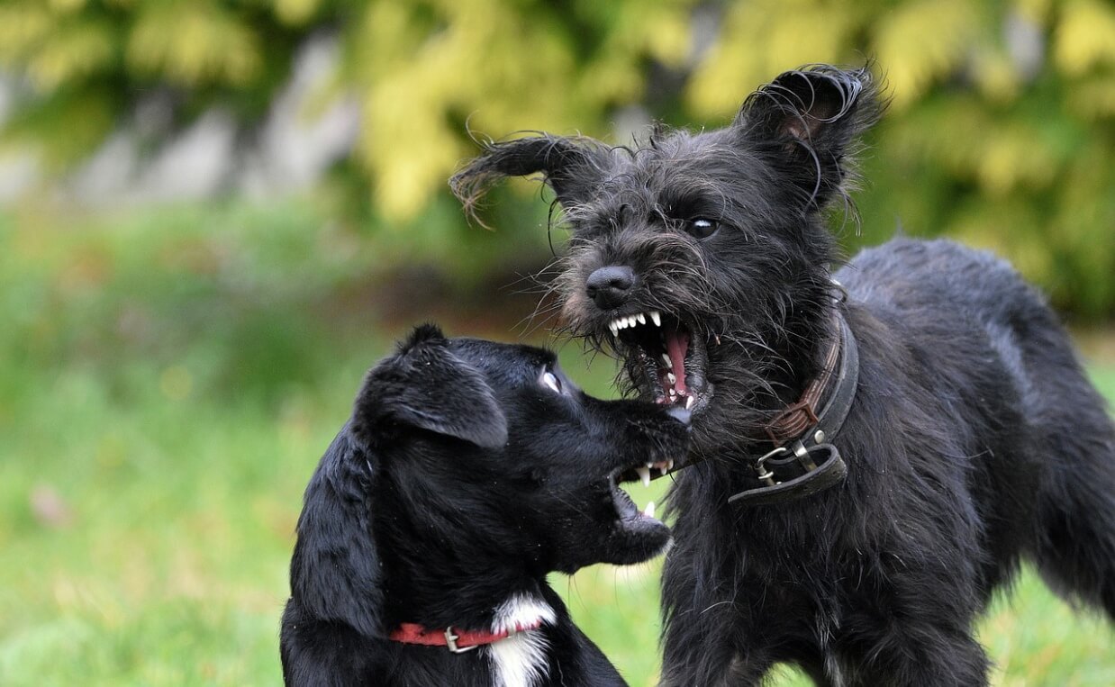 DOG AGGRESSION - two black dogs fighting, one is a terrier