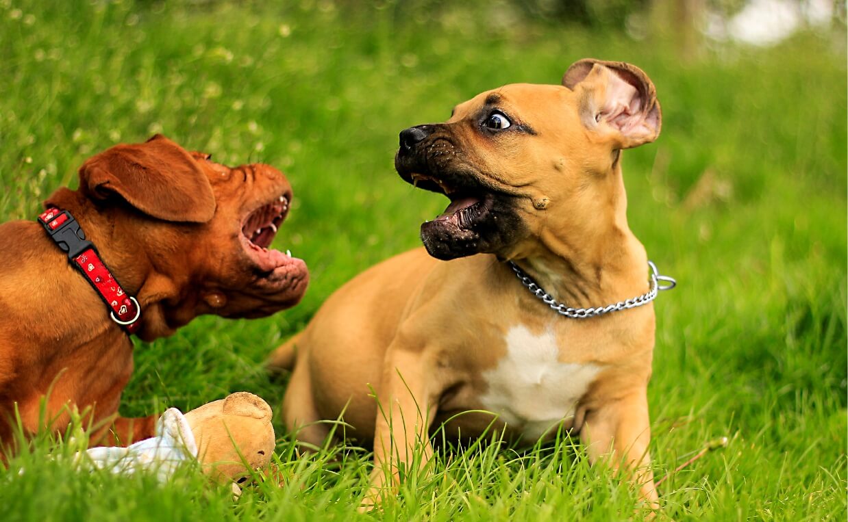 DOG AGGRESSION - two puppies growling and snarling at each other