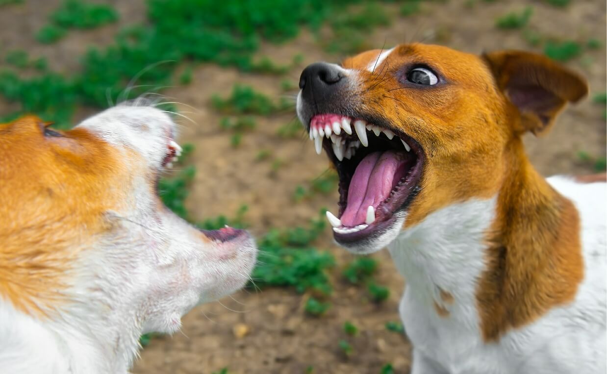 DOG AGGRESSION - two dogs snarling at each other