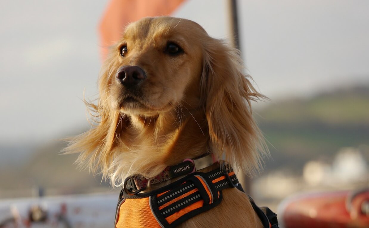 DOG HARNESS irish setter on boat