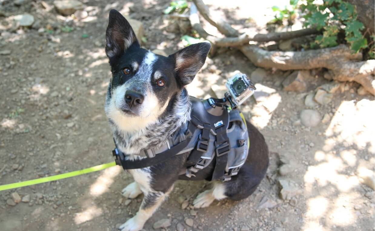 DOG HARNESS small dog in comfortable harness