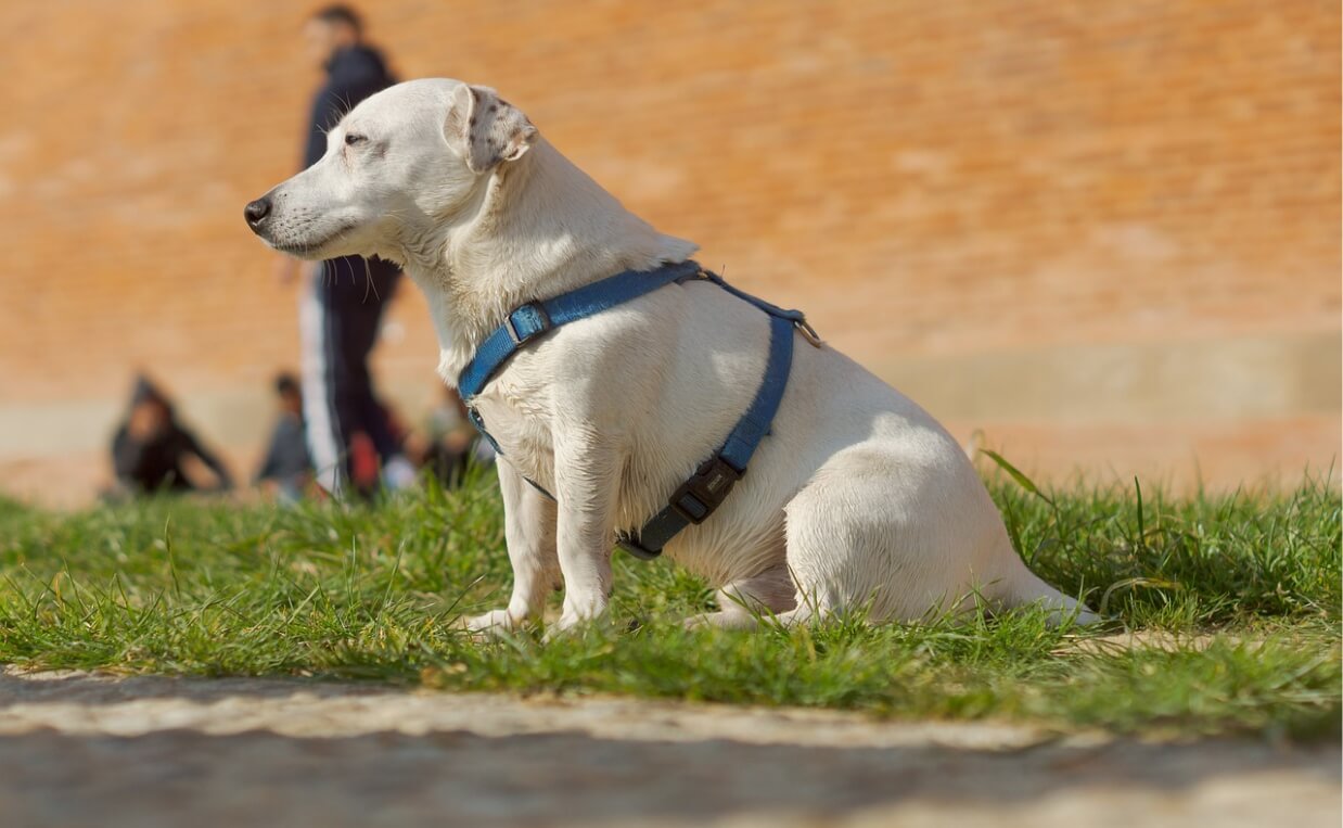 DOG HARNESS yellow lab