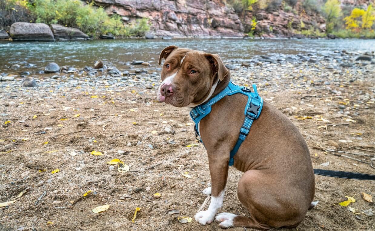 How to Choose the Right Dog Harness