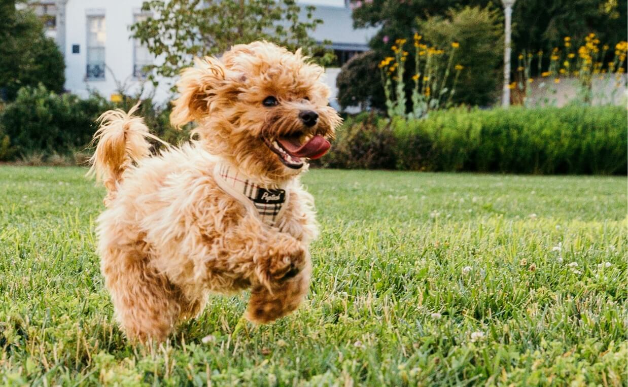 PUPPY TRAINING RULES busy puppy running around in yard