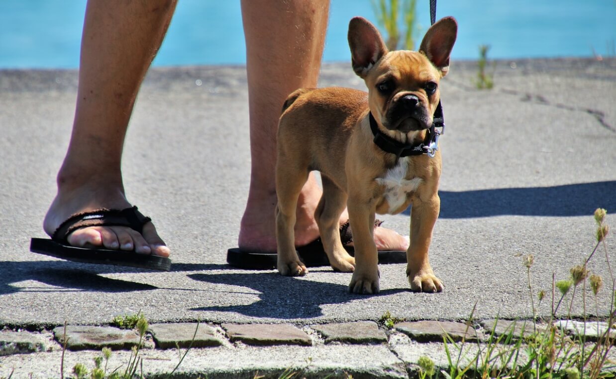 PUPPY TRAINING RULES cute bulldog puppy on leash