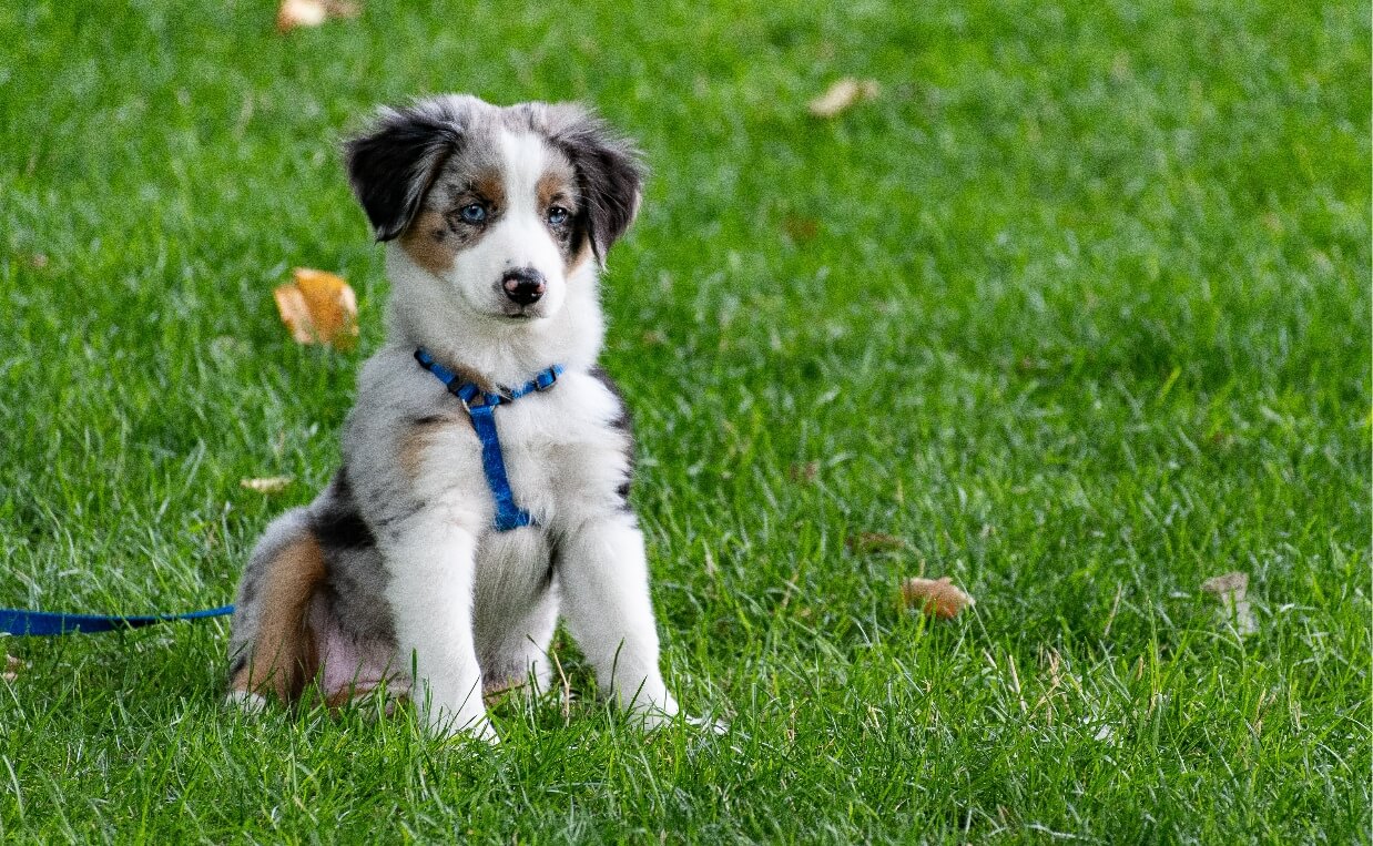 PUPPY TRAINING RULES cute fluffy black, white and brown puppy on lead line