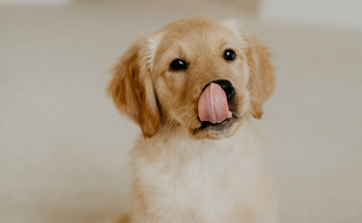 PUPPY TRAINING RULES cute puppy licking lips